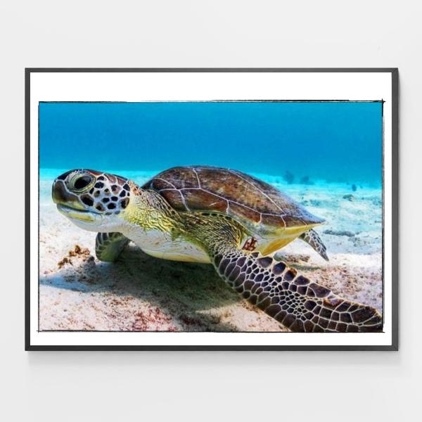 Blue Marble Sea Turtle
