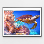 Coral Reefs Turtle