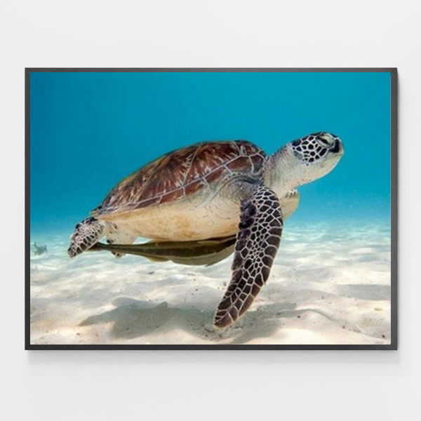 Green Sea Turtle